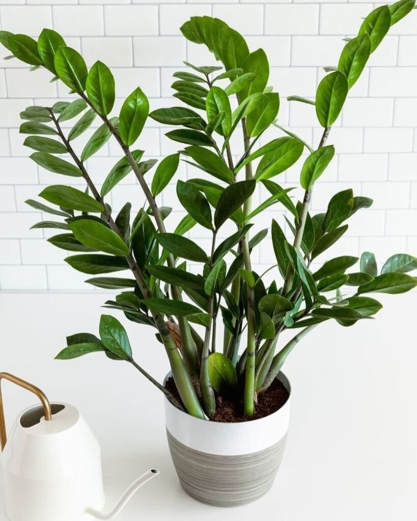 Gardening 2.-ZZ-Plant-Zamioculcas-zamiifolia-819x1024 Top Indoor-Only Houseplants : No Outdoor Time Needed