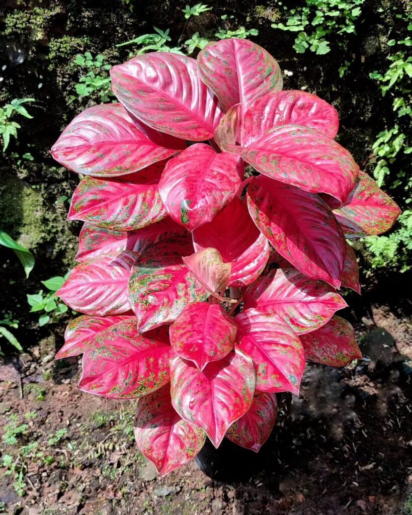 Gardening 3.-Chinese-Evergreen-Aglaonema-819x1024 Top Indoor-Only Houseplants : No Outdoor Time Needed