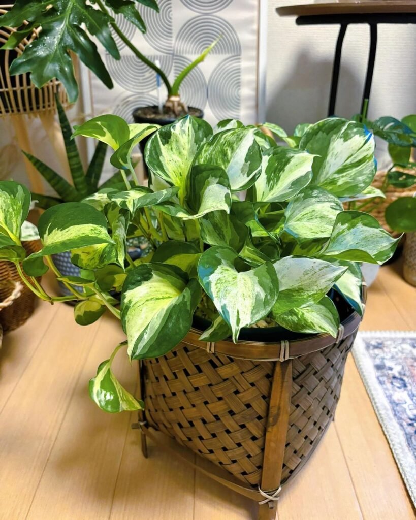 Gardening 4.-Pothos-Epipremnum-aureum-819x1024 Top Indoor-Only Houseplants : No Outdoor Time Needed