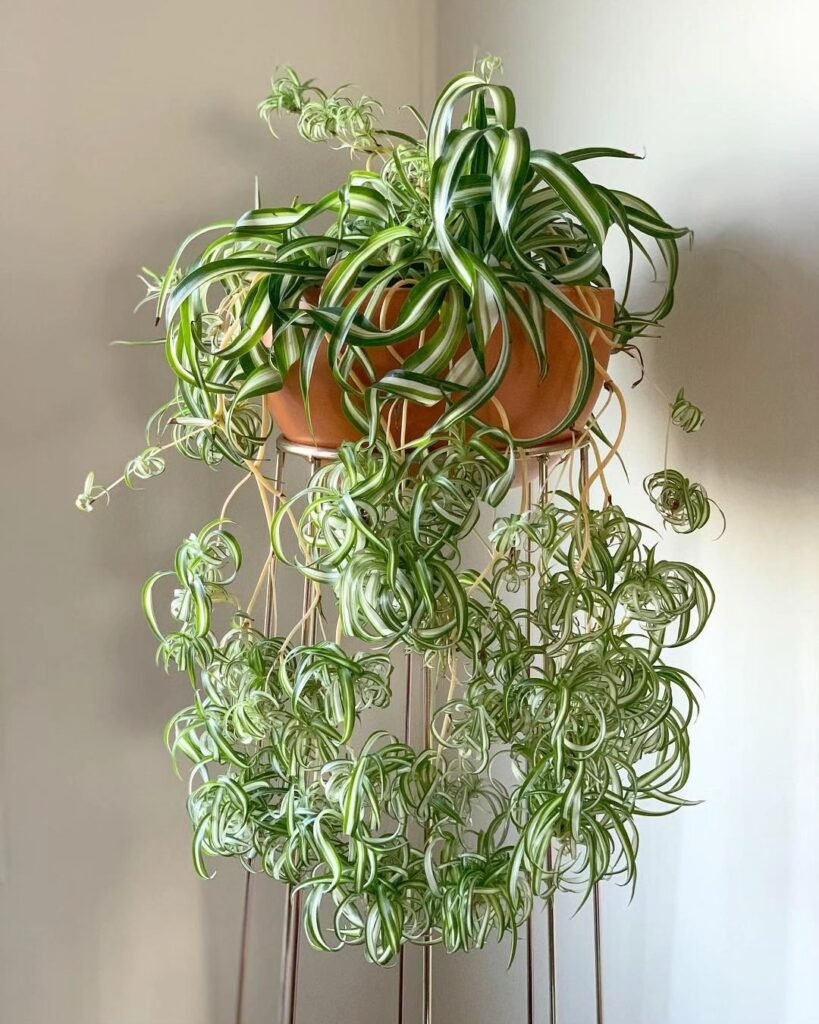 Gardening 5.-Spider-Plant-Chlorophytum-comosum-819x1024 Top Indoor-Only Houseplants : No Outdoor Time Needed