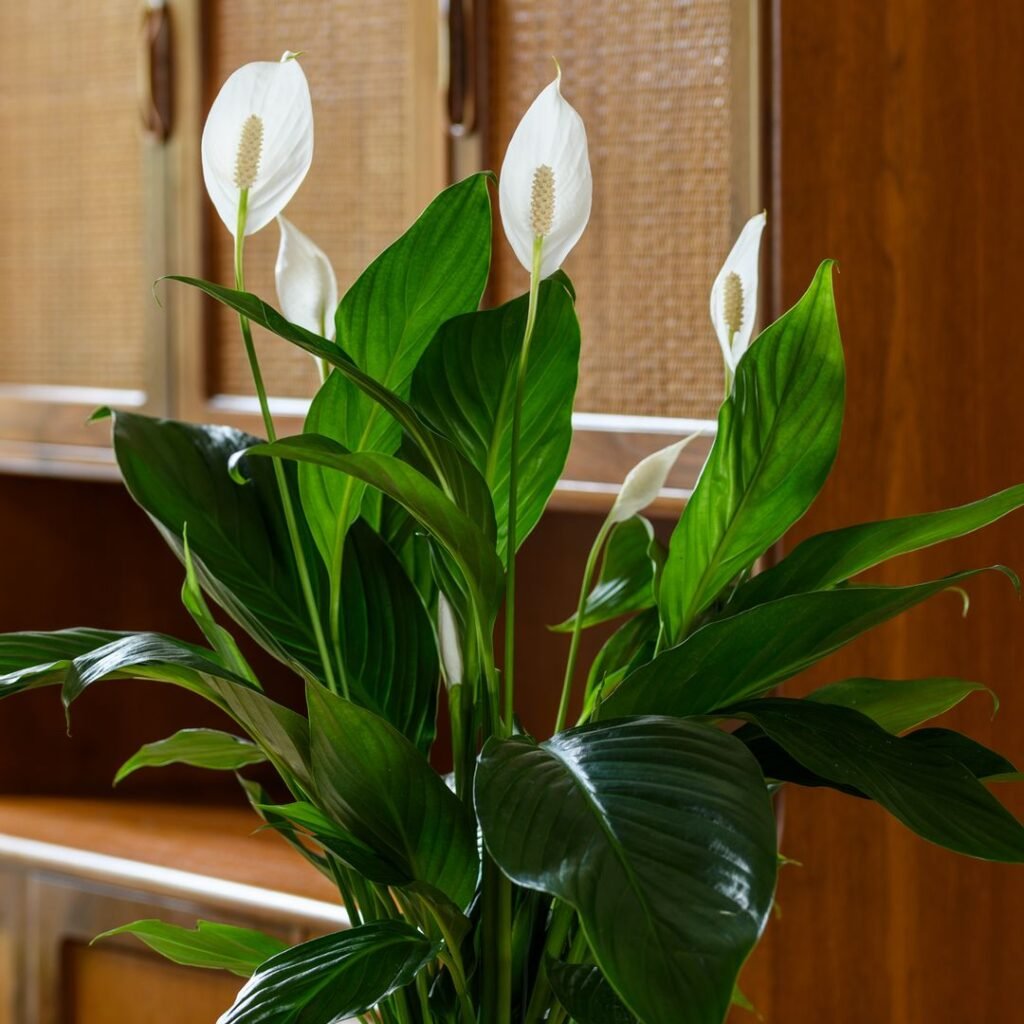 Gardening 6.-Peace-Lily-Spathiphyllum-1024x1024 Top Indoor-Only Houseplants : No Outdoor Time Needed