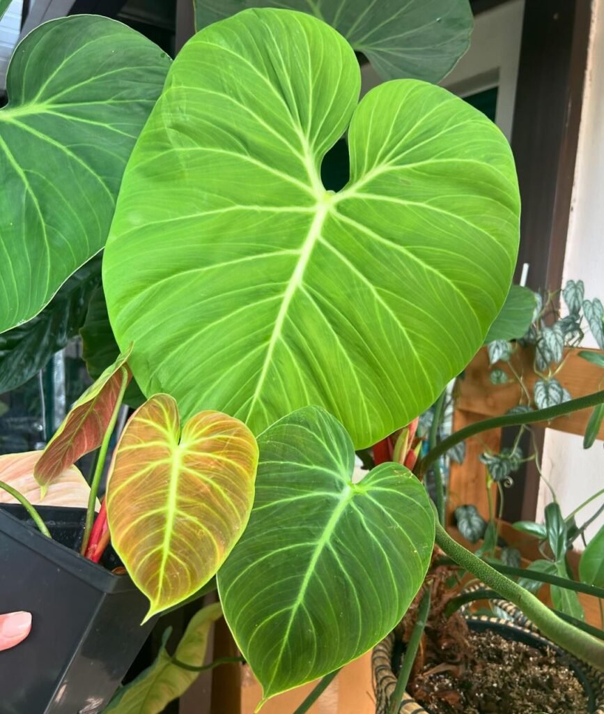 Gardening 8.-Philodendron-867x1024 Top Indoor-Only Houseplants : No Outdoor Time Needed