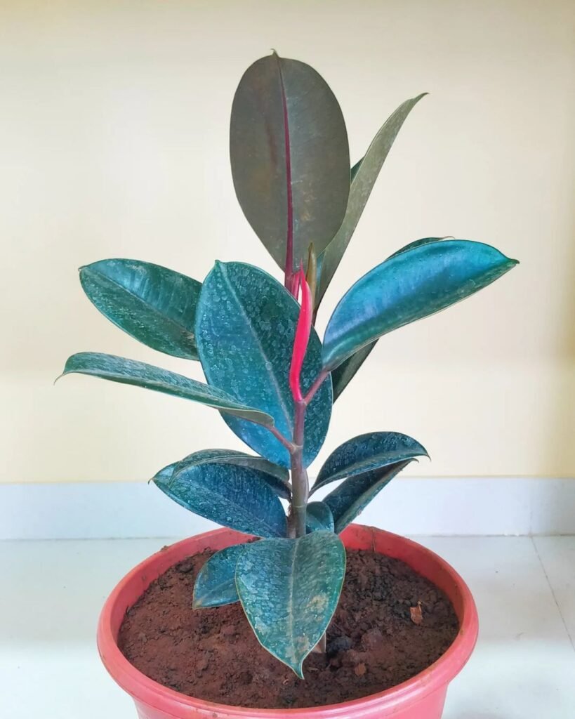 Gardening Top Indoor-Only Houseplants : No Outdoor Time Needed