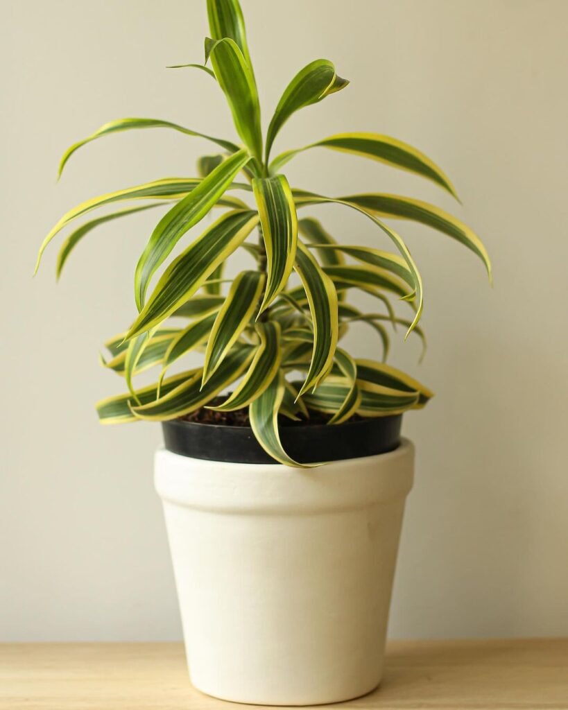 Gardening Dracaena-819x1024 Top Indoor-Only Houseplants : No Outdoor Time Needed