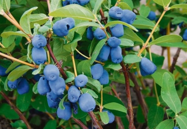 Haskap Berries : The Superfruit You Need to Know About