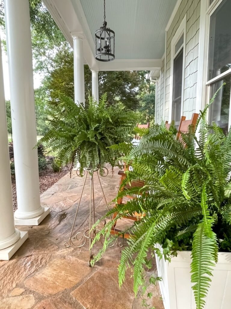 Gardening Humidity-and-Temperature-768x1024 Kimberly Fern : How to Grow and Care for This Beautiful Indoor Plant