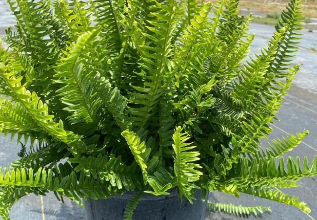 Kimberly Fern : The Ultimate Guide to Caring for This Indoor Favorite