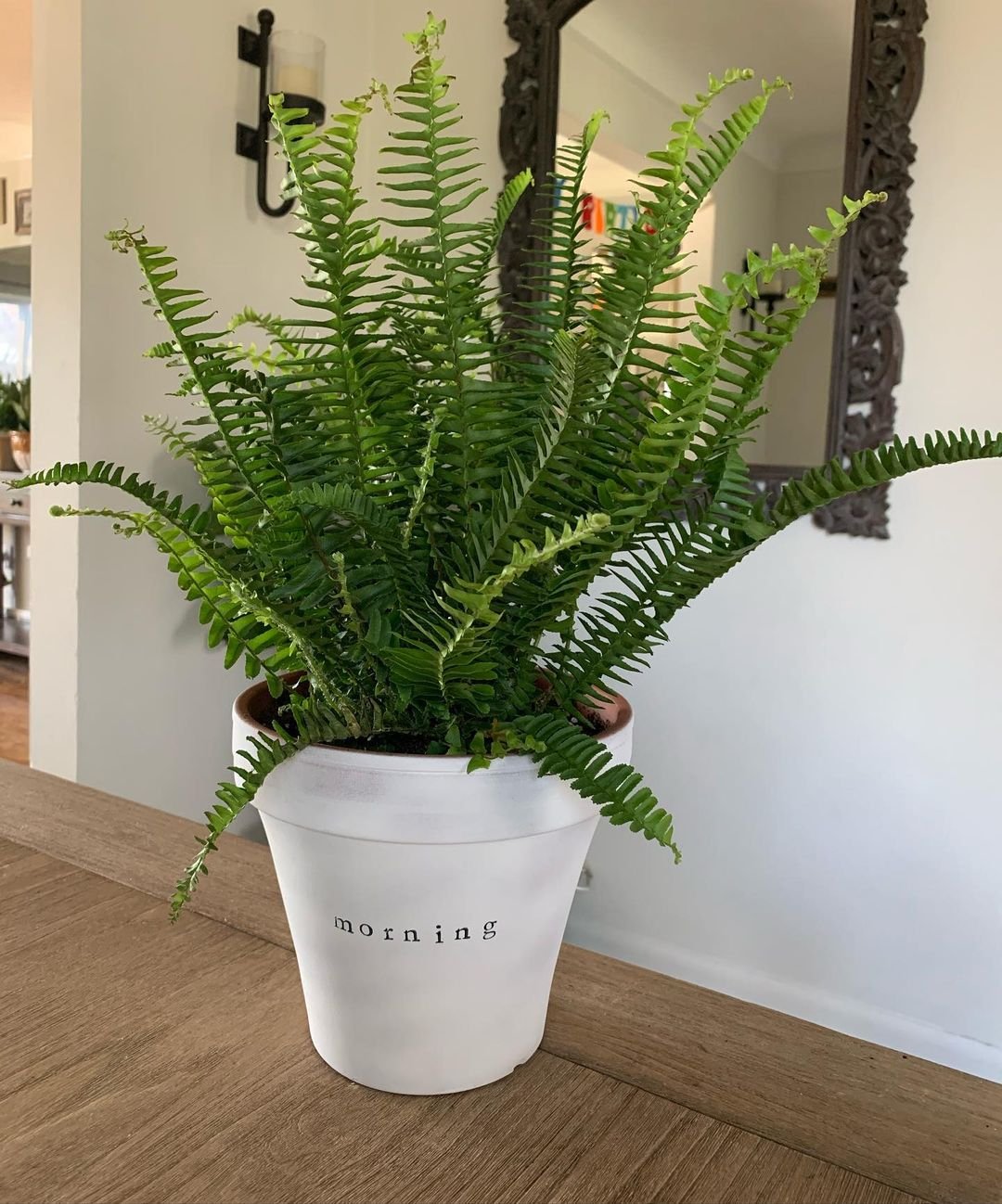 Gardening Kimberly-Fern Kimberly Fern : How to Grow and Care for This Beautiful Indoor Plant