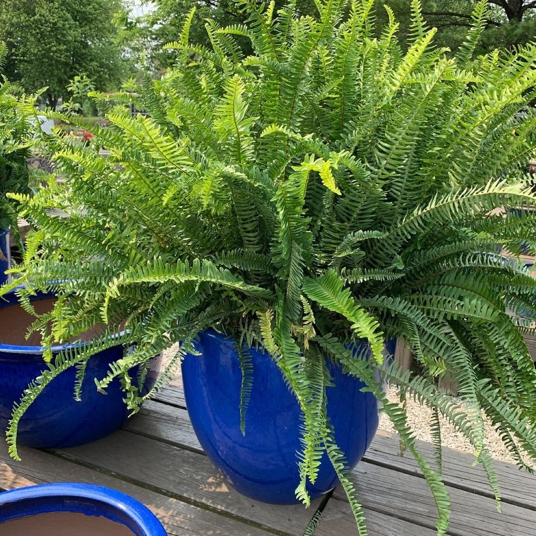 Gardening Light-Requirements-2 Kimberly Fern : How to Grow and Care for This Beautiful Indoor Plant