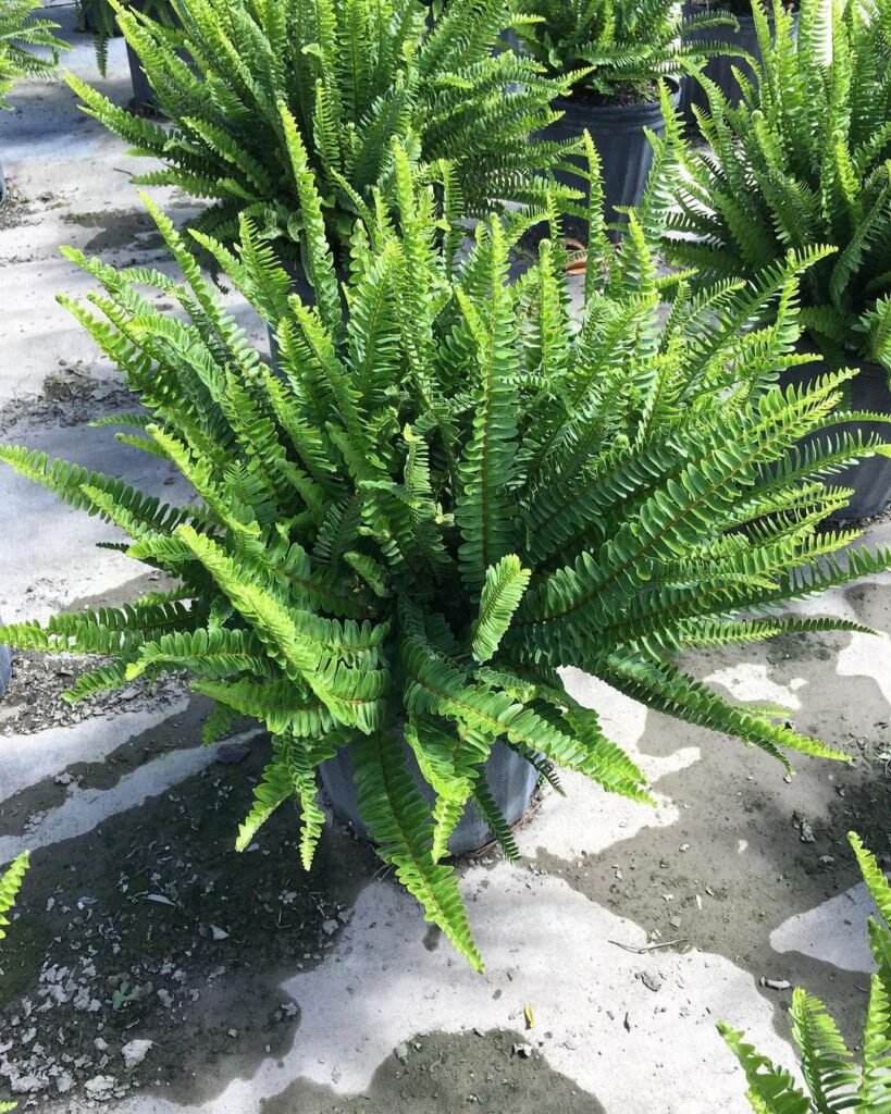 Gardening Light-Requirements-819x1024 Kimberly Fern : How to Grow and Care for This Beautiful Indoor Plant