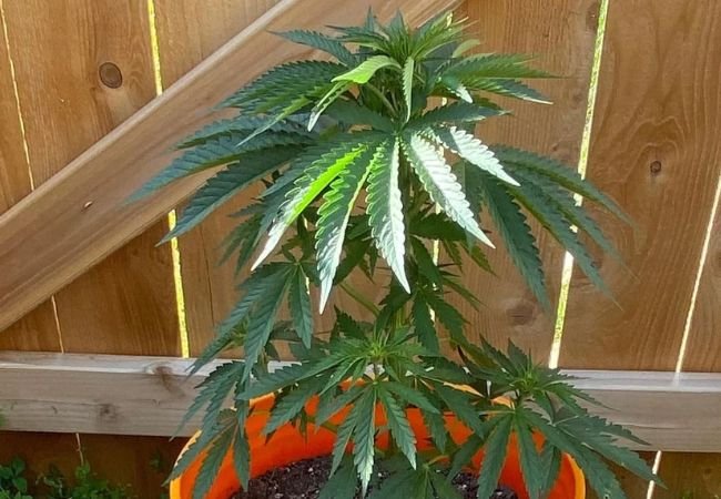  Male vs Female Cannabis Plants : Essential Differences for Growers