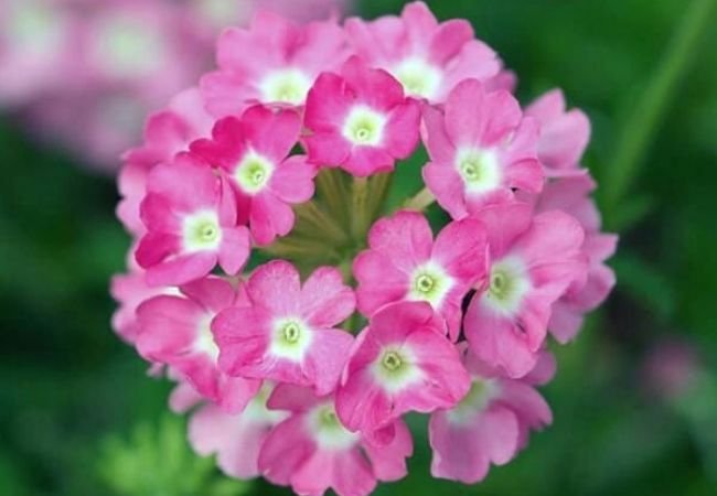 Mossy Verbena : Growing and Caring for This Low-Maintenance Beauty