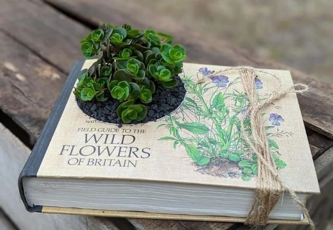 Old Books as Decorative Plant Holders : A Creative Upcycling Guide (2024)