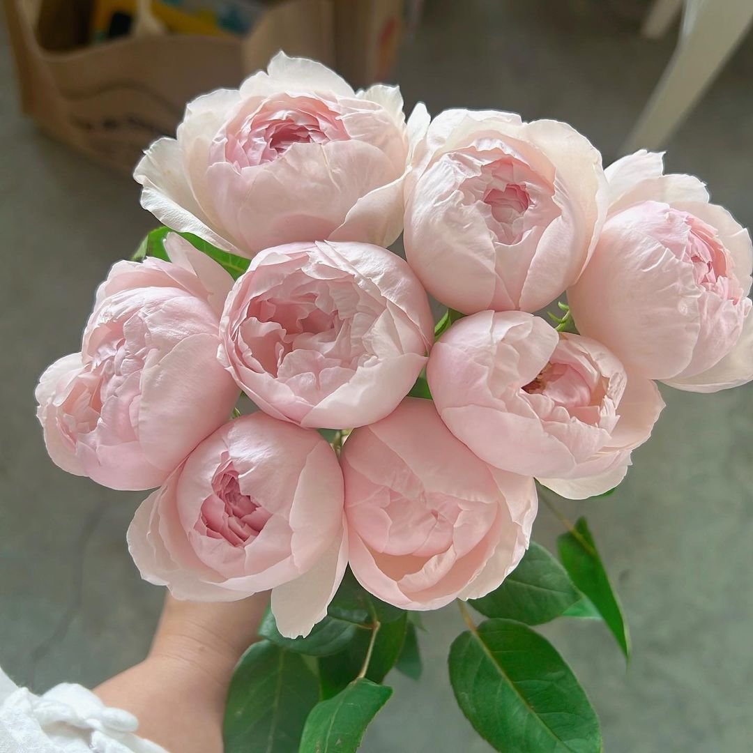 Gardening Peonies Peonies vs Ranunculus : Choosing and Caring for These Beautiful Blooms