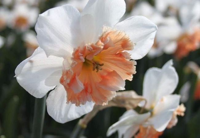 Pink Daffodils : A Guide to Growing These Rare and Enchanting Blooms