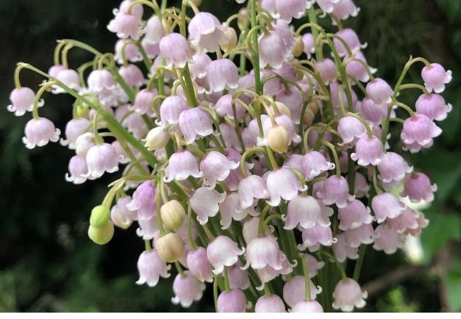 Pink Lily of the Valley : Growing and Caring for These Delicate Blooms