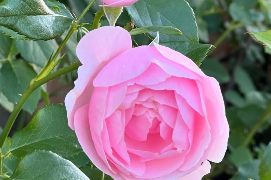 The Spiritual Meaning of Roses : Symbolism Across Cultures and Traditions (2024)