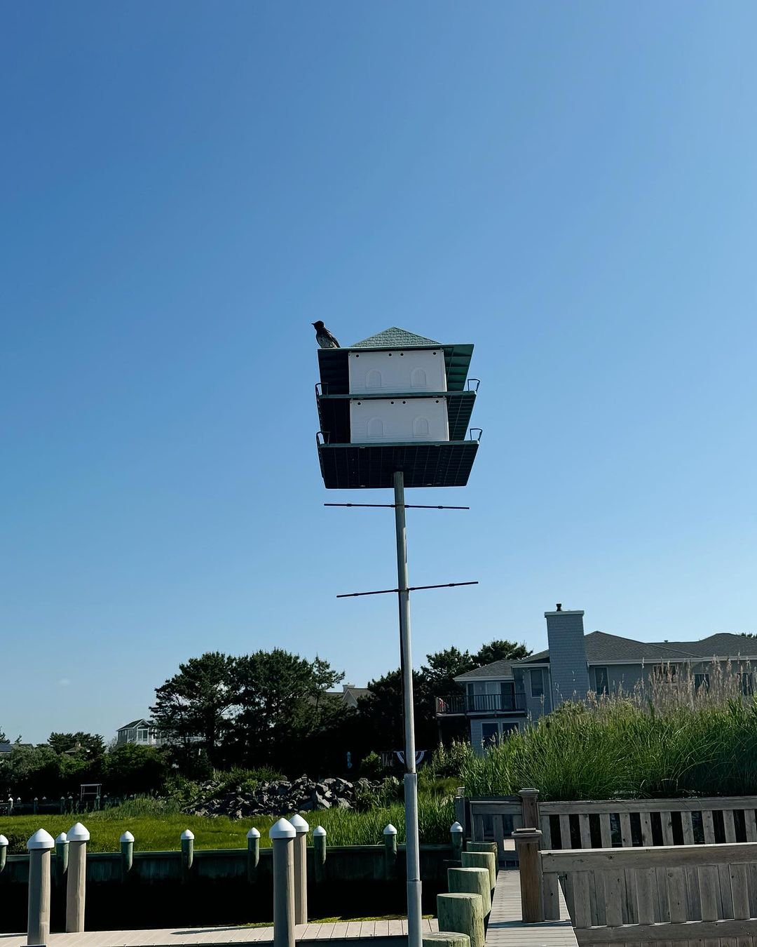 Gardening Purple Martin Bird House : How to Attract and Care for These Charming Birds