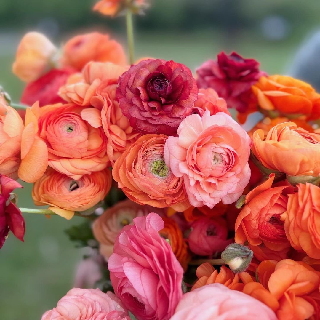 Gardening Peonies vs Ranunculus : Choosing and Caring for These Beautiful Blooms
