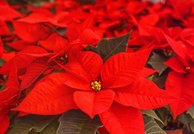 Red Poinsettia A Complete Guide to Growing and Caring for This Holiday Favorite