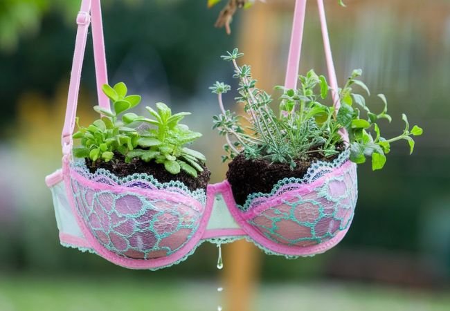 Repurposed Undergarments as Plant Pots : A Quirky and Sustainable Gardening Trend (2024)