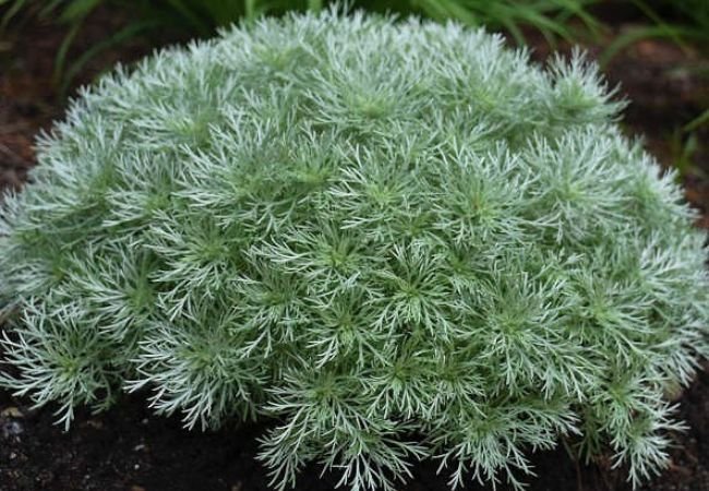 Silver Mound Artemisia : Care Tips for This Elegant Perennial