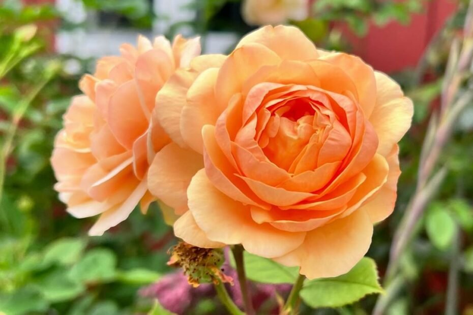 The Vibrant Meaning of Orange Roses : Symbolism, Uses and Care Guide