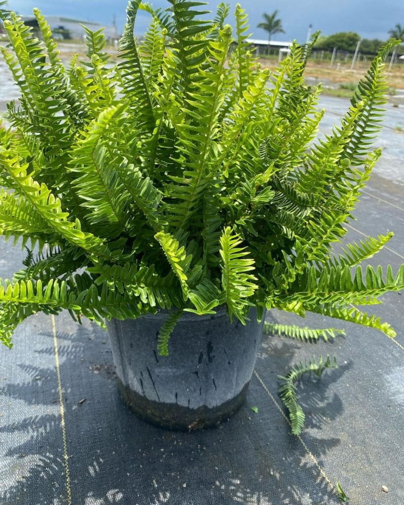 Gardening What-is-a-Kimberly-Fern-819x1024 Kimberly Fern : The Ultimate Guide to Caring for This Indoor Favorite