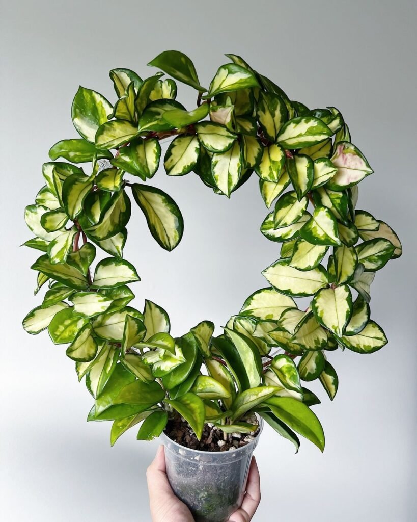Gardening houseplant-819x1024 Top Indoor-Only Houseplants : No Outdoor Time Needed