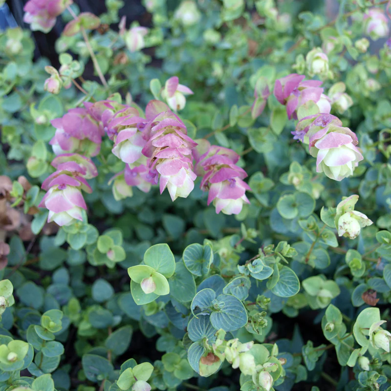 Gardening 1.-Origanum-Kent-Beauty Ornamental Oregano : A Stunning and Versatile Garden Addition