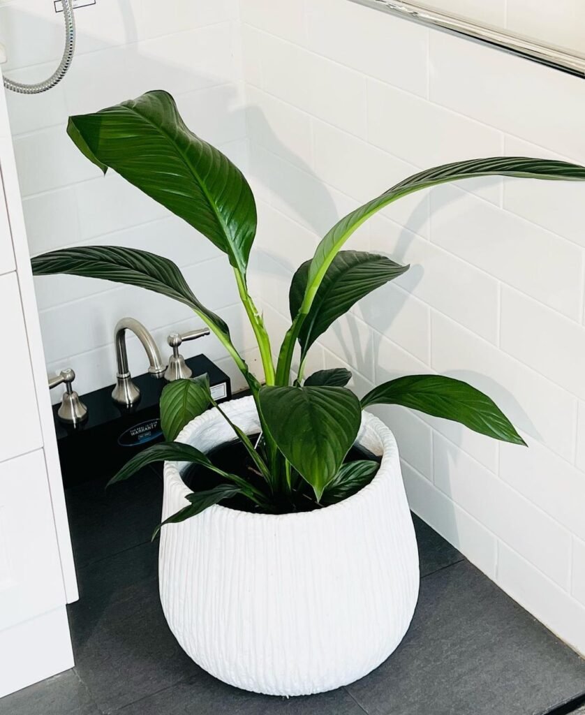 Gardening 3.-Peace-Lily-Spathiphyllum-838x1024 Top 10 Best Plants for Bathrooms : Thrive in Humid Conditions (2024)
