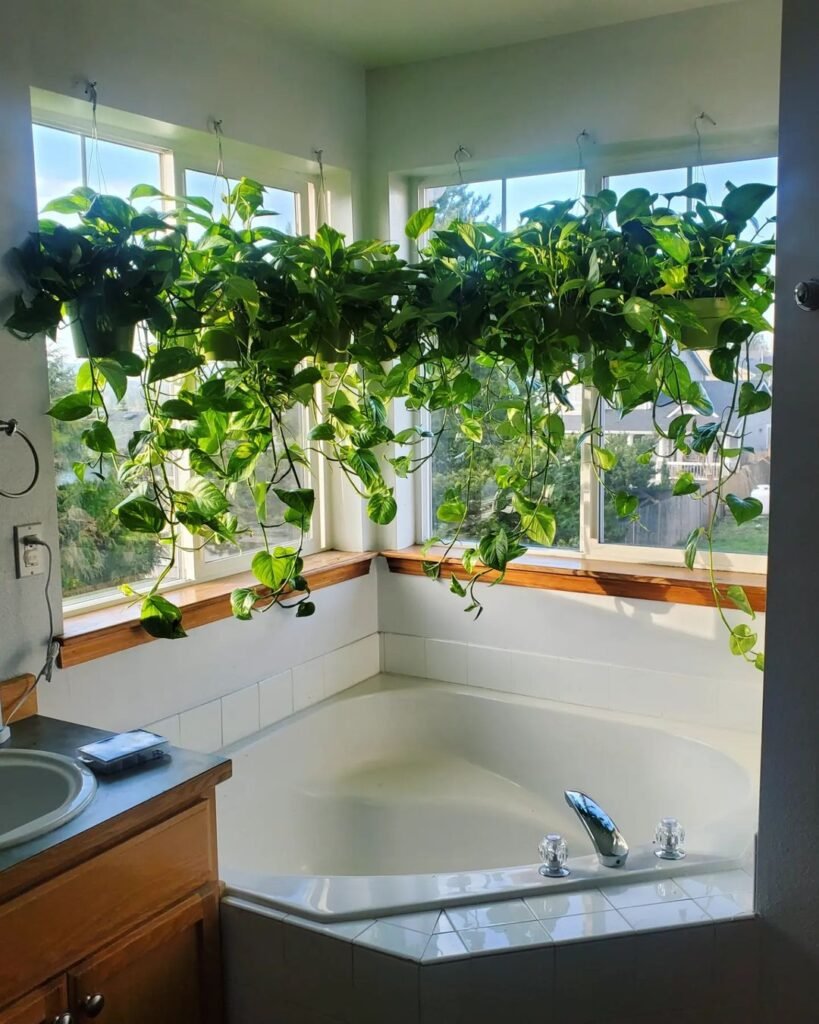 Gardening 4.-Pothos-Epipremnum-aureum-819x1024 Top 10 Best Plants for Bathrooms : Thrive in Humid Conditions (2024)