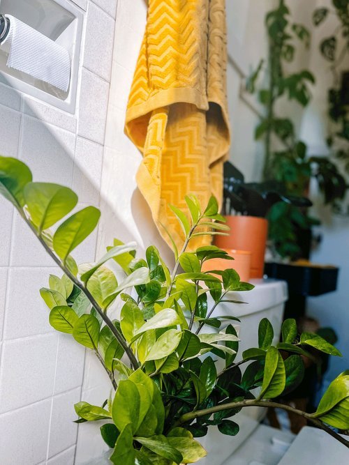 Gardening 5.-ZZ-Plant-Zamioculcas-zamiifolia Top 10 Best Plants for Bathrooms : Thrive in Humid Conditions (2024)