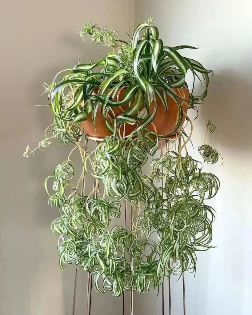 Gardening 8.-Spider-Plant-Chlorophytum-comosum-819x1024 Top 10 Best Plants for Bathrooms : Thrive in Humid Conditions (2024)