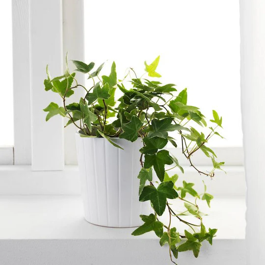 Gardening 9.-English-Ivy-Hedera-helix Top 10 Best Plants for Bathrooms : Thrive in Humid Conditions (2024)