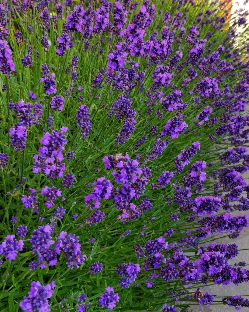 Gardening Beautiful-lavender-this-year-photography-lavenderfields-lavenderflowers-lavenderlove-lavenderplant-lavendergarden-summerblooms-instabloom-instabeauty-instaflower-instablooms-819x1024 Lavender Plants : Expert Guide to Growing, Care and Uses