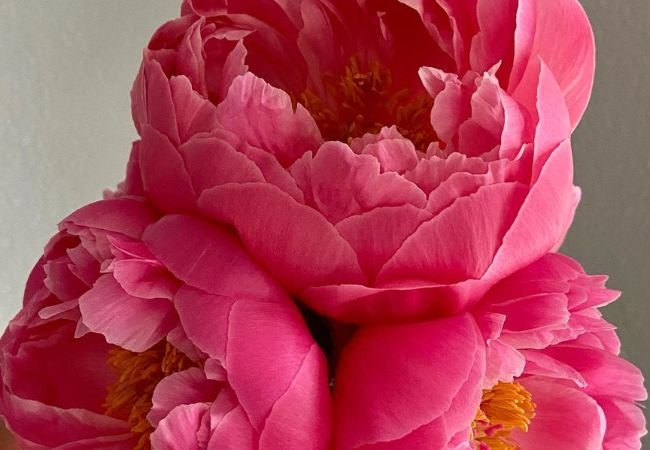 Coral Peony : A Guide to Growing and Enjoying These Stunning Blooms