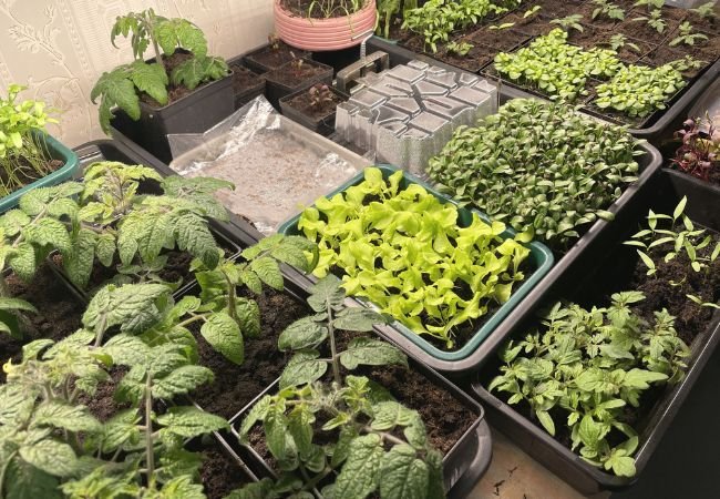 Grow Vegetables Indoors : Expert Guide to Year-Round Indoor Gardening Success