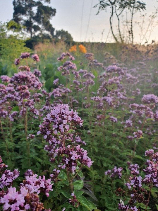 Gardening Origanum-Herrenhausen Ornamental Oregano : A Stunning and Versatile Garden Addition