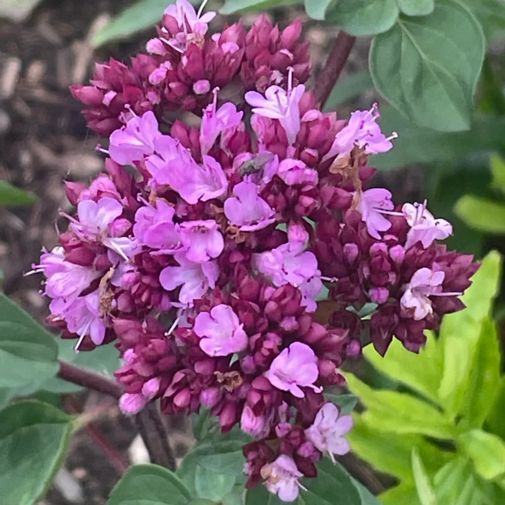 Gardening Origanum-Rosenkuppel-Rose-Dome-1024x1024 Ornamental Oregano : A Stunning and Versatile Garden Addition
