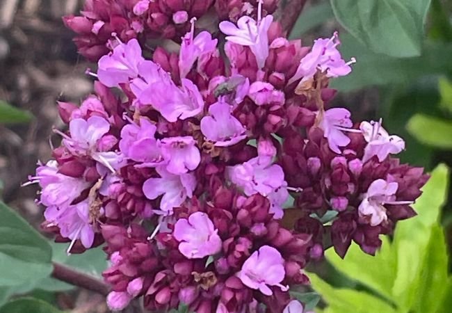 Ornamental Oregano : A Stunning and Versatile Garden Addition