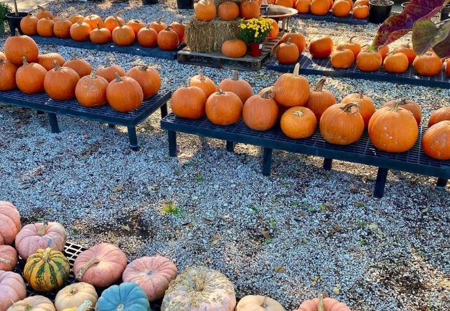 Pumpkin Patch Gardening Tips for a Spooktacular Halloween Harvest (2024)