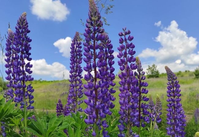 Purple Wildflowers : Nature's Vibrant Beauties