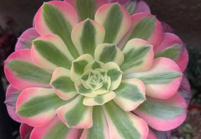 Single Stem Aeonium Cutting : Perfect Timing and Techniques