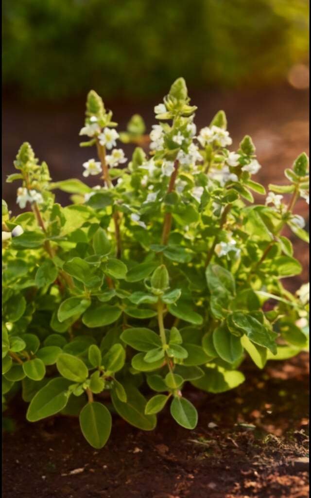 Gardening Soil-Conditions Ornamental Oregano : A Stunning and Versatile Garden Addition