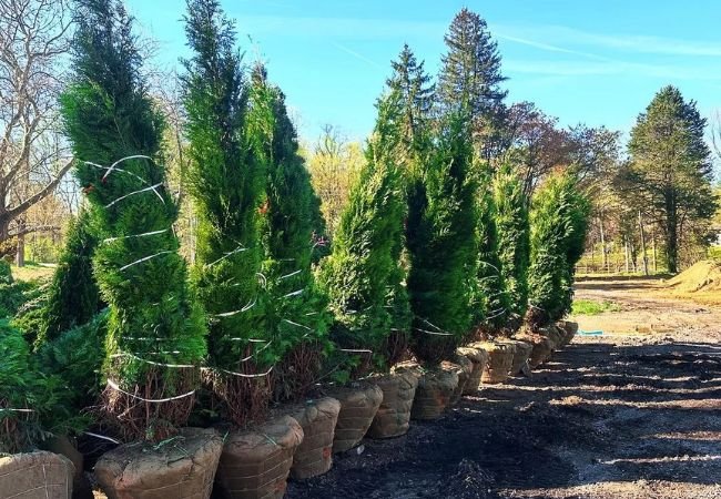 Steeplechase Arborvitae : A Guide to Growing This Elegant Evergreen