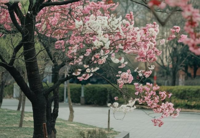 The Enchanting Peach Blossom : A Symbol of Spring and Renewal