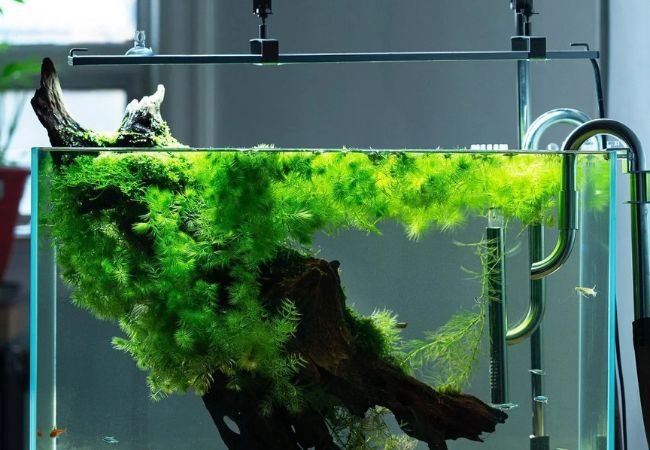 The Ultimate Guide to Aquarium Water Plants : Enhancing Your Underwater Ecosystem