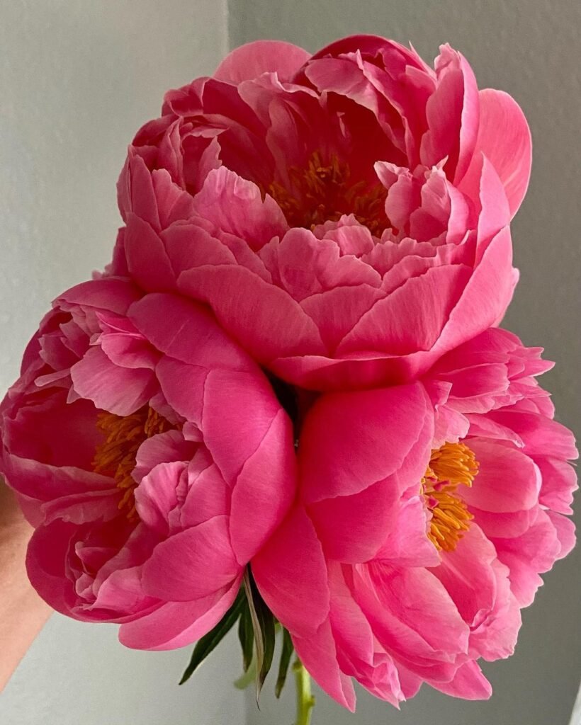 Gardening Understanding-Coral-Peonies-820x1024 Coral Peony : A Guide to Growing and Enjoying These Stunning Blooms