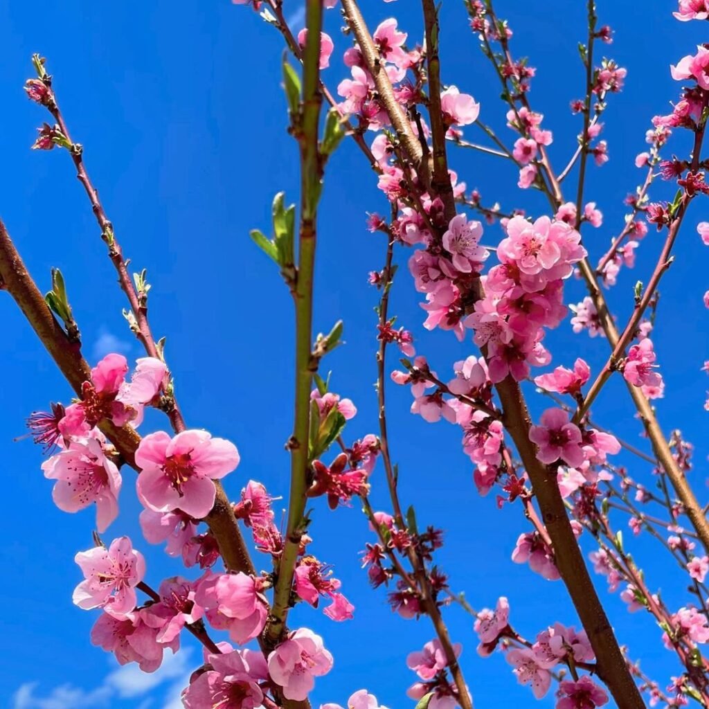 Gardening What-are-Peach-Blossoms-1024x1024 The Enchanting Peach Blossom : A Symbol of Spring and Renewal